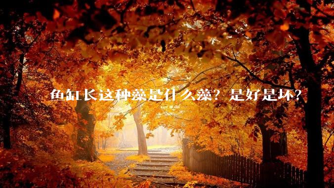 鱼缸长这种藻是什么藻？是好是坏？