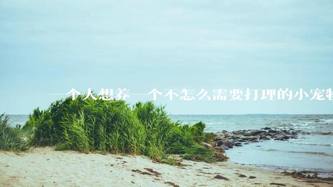 一个人想养一个不怎么需要打理的小宠物，有什么推荐的？