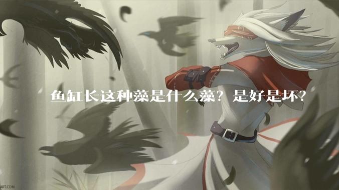鱼缸长这种藻是什么藻？是好是坏？